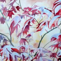 Japanese Maple. watercolour.